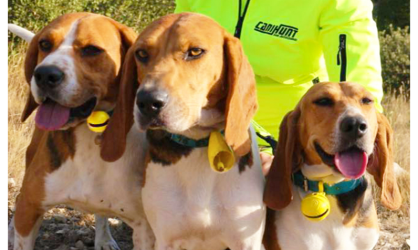 Cloche GRELOT Canihunt pour chiens de chasse