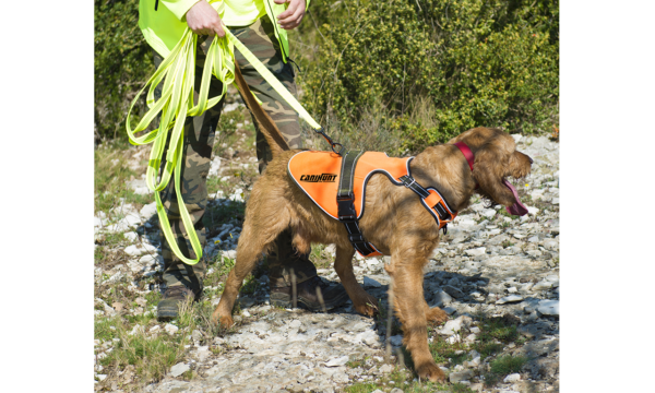 Harnais SIGNAL Canihunt orange fluo pour chien de chasse