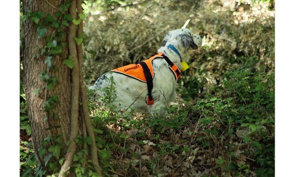 Harnais SIGNAL Canihunt orange fluo pour chien de chasse