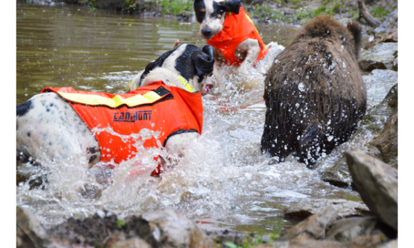 GILET DE PROTECTION DOG ARMOR v2 5